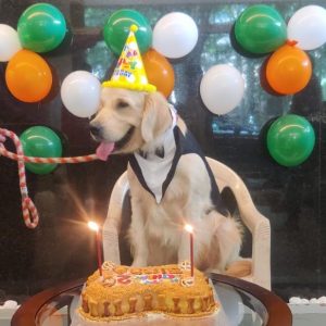 Sugar-Free Dog Birthday Cake